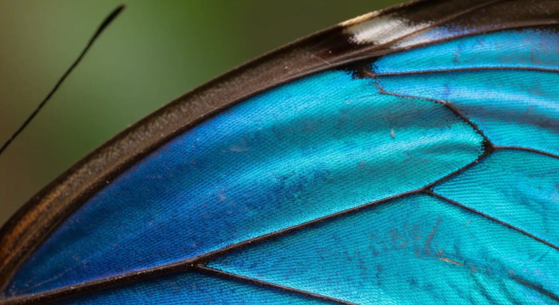 Butterfly Wing Macro